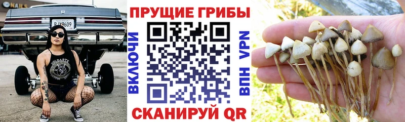 мега tor  Советская Гавань  Галлюциногенные грибы Psilocybe 